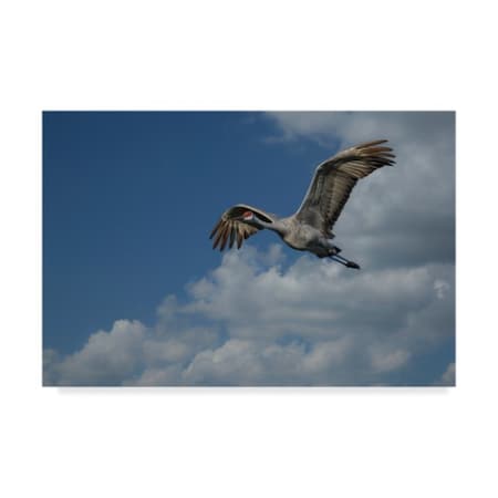 Galloimages Online 'Sandhill Crane In Flight' Canvas Art,30x47